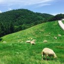 친환경태양목장 이미지