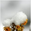 하얀이불 이미지