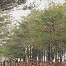 송지호 자전거대여소 이미지