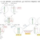 2011 예비 PT 26번: Igf2 유전체 각인 이미지