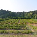 대식농장 이미지