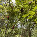 미자농장 이미지