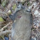 교동멧돼지 이미지