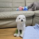 아너스 동물병원 | 울산 아너스 동물병원(슬개골수술 후기 1탄)
