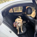 동네 운동장 | 거제 애견 운동장 실외 애견 카페 멍푸치노가 있는 ' 멍마르뜨 ' 내돈내산 후기