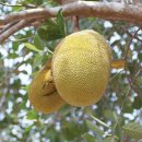 잭 프루트 jack fruit 이미지