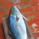 청해수산 | 서울 강서구 횟집 방어회 맛집 '청해수산' 후기