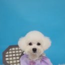 멍블리 펫 이미지