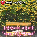 카페이안 - 강서구 명지오션시티11로 22 | 예산 여행지 대전 근교 목향장미 카페 이안 이곳 안에서 방문 후기 포토존 애견동반 주차
