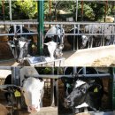 호수목장 이미지