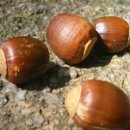 여우도토리 이미지