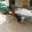 오리마을 이미지