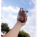 장끼전 이미지