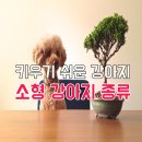 애완강아지 이미지