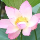 완도 연정(蓮亭)