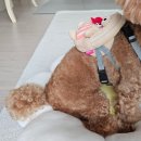 프롬유어독 이미지