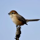 여주-1011 이미지