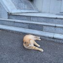 고양이를 날아다니게 하는, 고양이 낚시대 리필 브랜드 냥품점 - 냥품점 스토리 (1편)