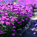 신원내동마을 이미지