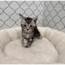 즐거운 강아지 이미지