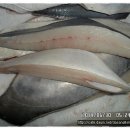 6월3일.병어,갑오징어,황석어,덕자,아귀,눈뽈떼기,꼴뚜기,한치,우럭,박대,잡어,민어 이미지