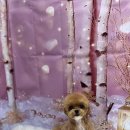 털뭉치이발소 이미지