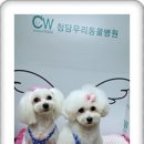 새롬애견 이미지