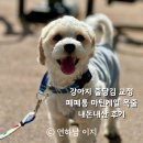 통디자인 | 강아지 줄당김 교정용 페페통 마틴게일 목줄 내돈내산 후기 디자인/실용성 솔직 리뷰