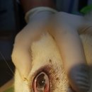 래플즈 동물병원 이미지