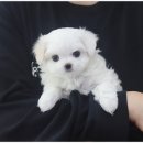 몽냥몽냥 강아지분양 은평점 이미지