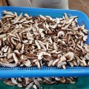 산골버섯 이미지