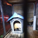 우리집코코 이미지