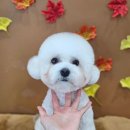 스마일댕 이미지