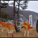 이수한우 이미지