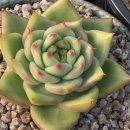 솔레미오 이미지