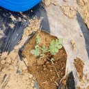 과림농장 이미지