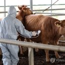 가축전염병 &#39;럼피스킨병&#39; 이유로 소 백신 접종 시작하는군요 이미지