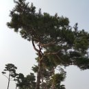 소나무분식 이미지