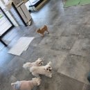 안녕;상이친구들! | 안녕, 상이 친구들 제주애견미용 후기, 편안함이 느껴졌던 시간이었네요