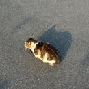 진해카종합센타 | 천안소노벨 근처 천안목천카페 에그타르트맛집 카페마찌