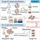 테마스포존 이미지