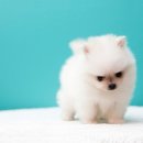 쌀강아지 이미지