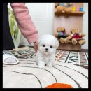 유앤미펫 강아지분양 고양이분양 위례점 이미지