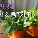 상추 청경채 키우기 / 흙배합 & 물주기Tip 이미지