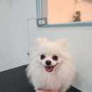 미소애견 미용실 이미지