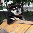 팔자좋은강아지 이미지