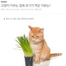 고양이 키우는 집에 모기가 적은 이유는? 이미지