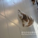 캣독카페 이미지