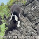 바다와 고양이