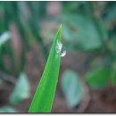 유진흑염소 이미지